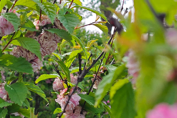 如何选择合适的天津陵园服务:全面考量因素指南 如何选择合适的天津陵园服务:全面考量因素指南