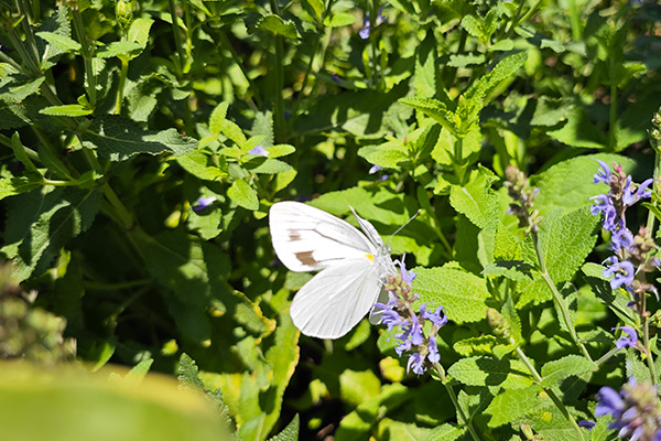 天津墓园树葬与花葬:绿色殡葬中的温情选择 天津墓园树葬与花葬:绿色殡葬中的温情选择