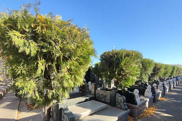 在天津公墓祭祀时如何避免香断的情况,确保仪式顺利? 在天津公墓祭祀时如何避免香断的情况,确保仪式顺利?